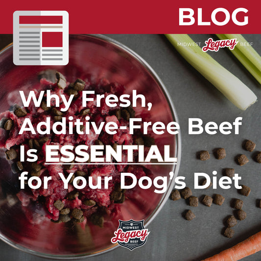 Why Fresh, Additive-Free Beef Is Essential for Your Dog’s Diet
