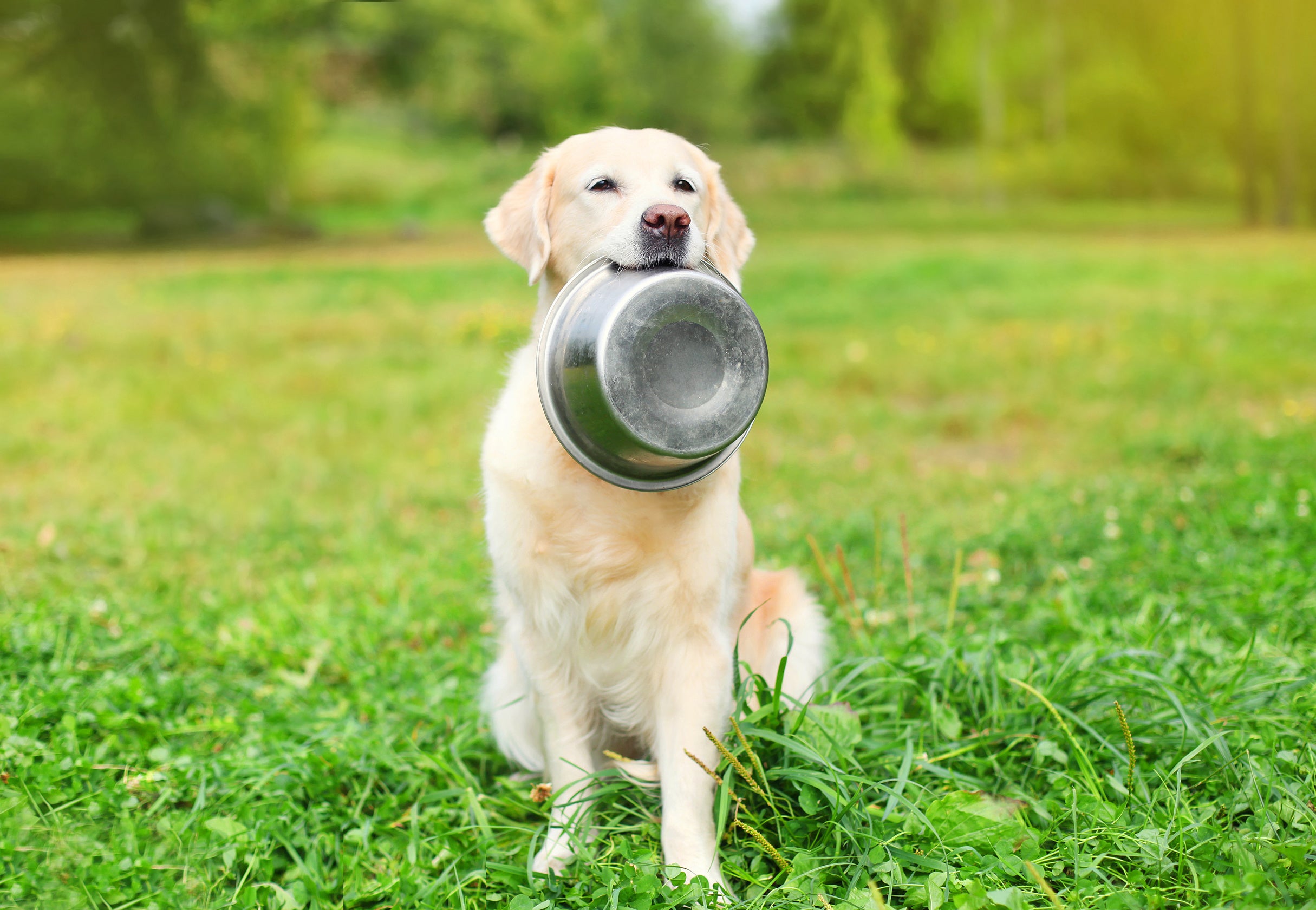 Dry Dog Food Vs Raw Dog Food Midwest Legacy Beef dry-dog-food-vs-raw-dog-food-midwest-legacy-beef