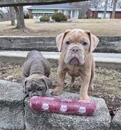 Common Problems with Dog Foods and How Midwest Legacy Beef Solves Them