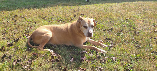 Bridget, the pit bull mastiff mix whose battle with pancreatitis inspired Low Fat Bridget's Blend, laying in grass
