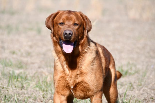 Comparing Midwest Legacy Beef to Traditional Dog Foods