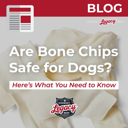 Are Bone Chips Safe for Dogs? Here’s What You Need to Know