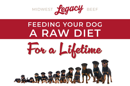 Feeding Your Dog a Raw Diet for a Lifetime