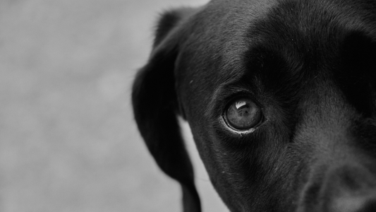 Debunking Myths About Raw Dog Food and the Role of Midwest Legacy Beef