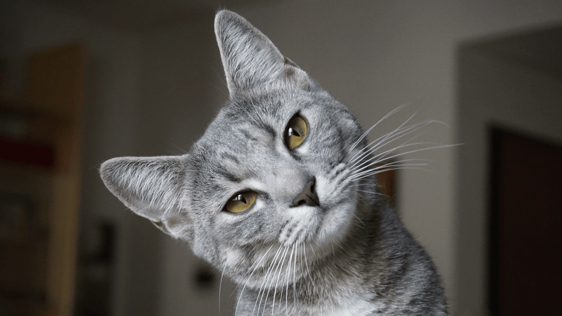 Grey cat turning their head sideways as if to ask a question