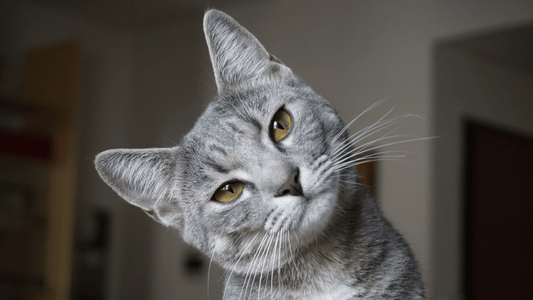 Grey cat turning their head sideways as if to ask a question