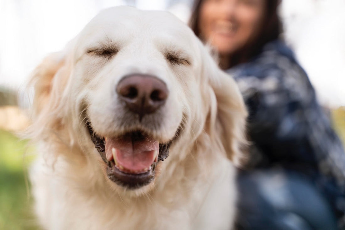 Close up of a smiley golden retriever