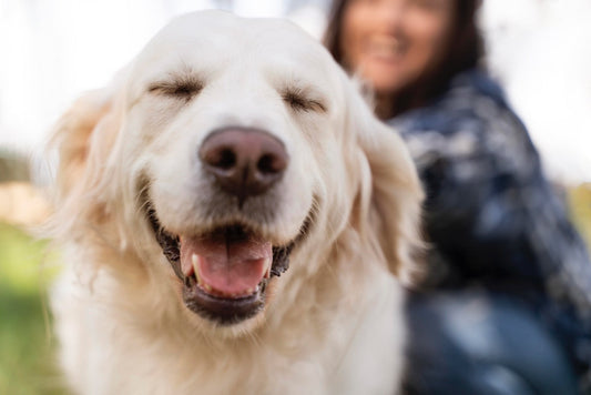 Close up of a smiley golden retriever