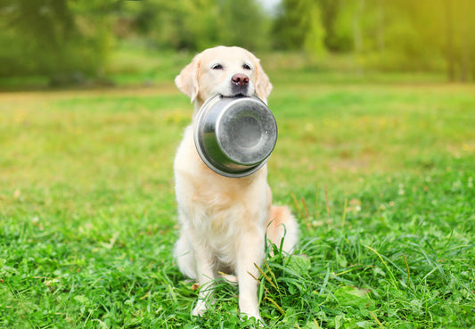 Dry Dog Food vs. Raw Dog Food