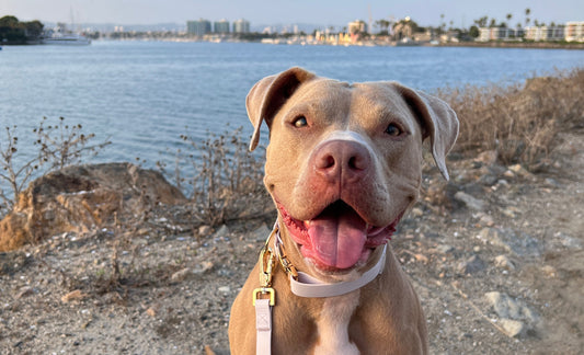 Happy pitbull on walk along water view path.