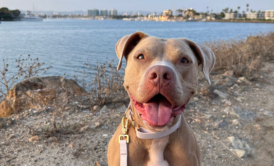Top Reasons to Switch to Raw Dog Food Featuring Midwest Legacy Beef