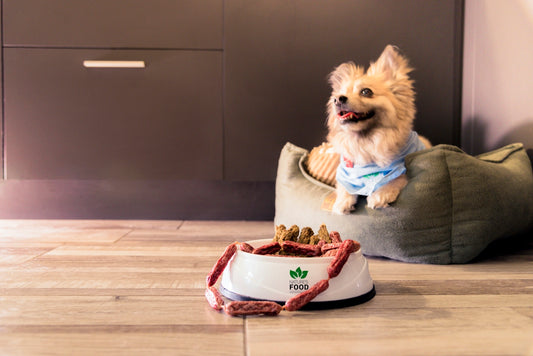 a dog sitting on a couch
