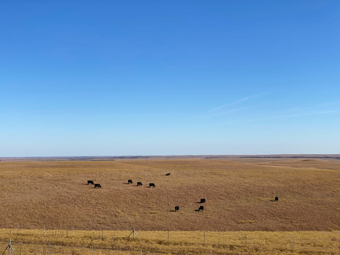 A herd of cattle grazing on a dry grass field