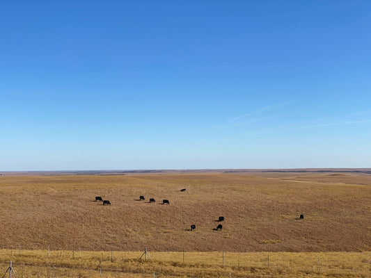 A herd of cattle grazing on a dry grass field