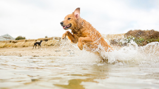 Golden dog enjoying the summer in the lake