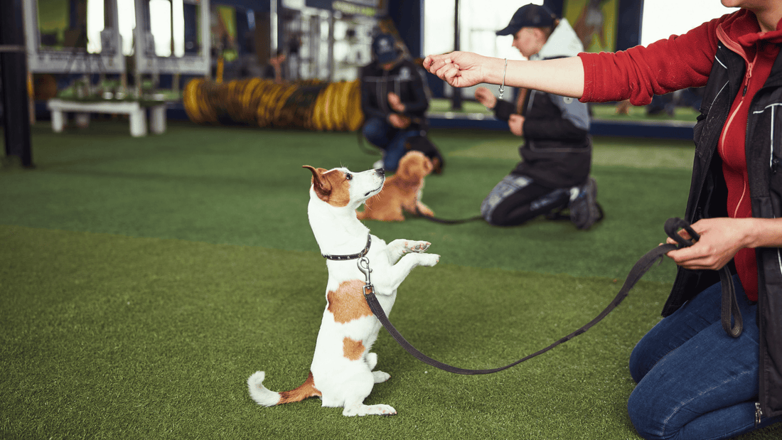 Dog trainer rewarding dog for standing on back legs during a training session.