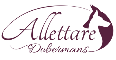 Allettare Dobermans