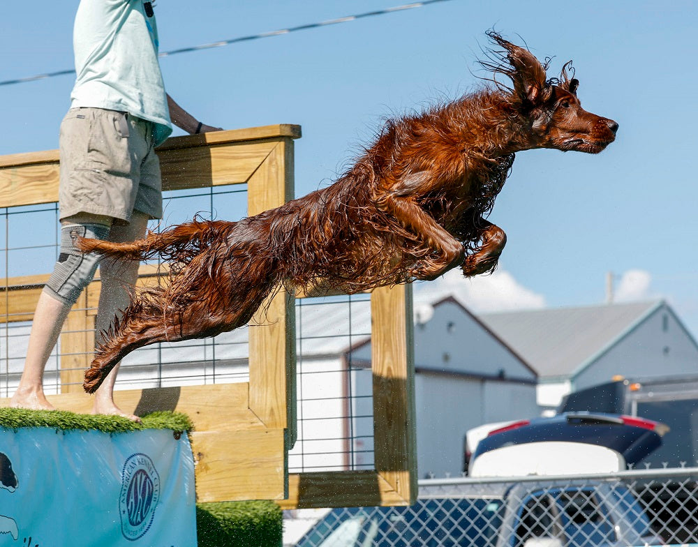 Dog leaping over an obstacle with a person guiding it, against a suburban backdrop.