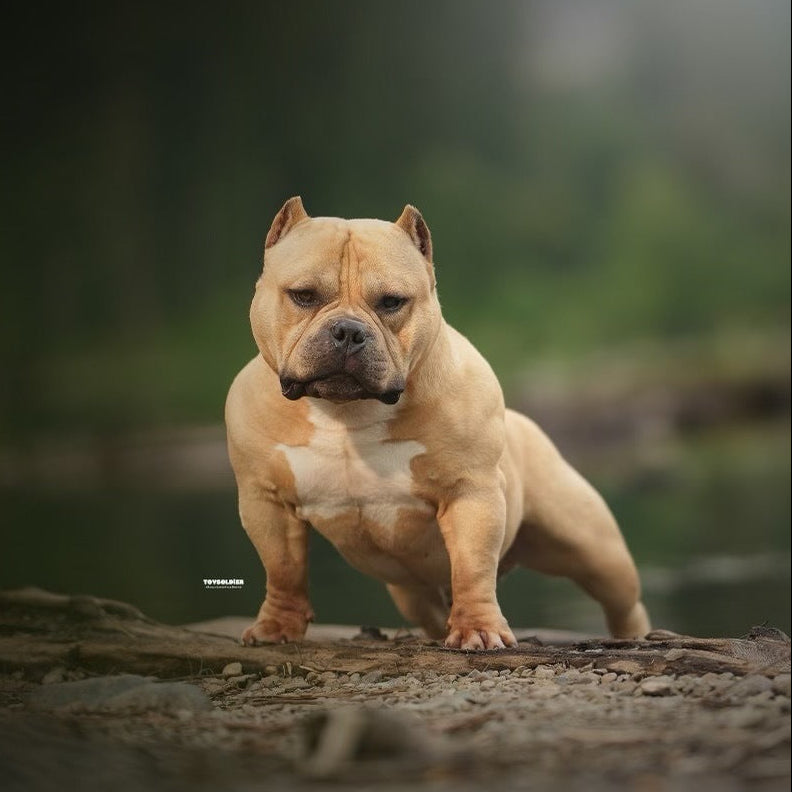 Dog standing on a rock with a blurred natural background