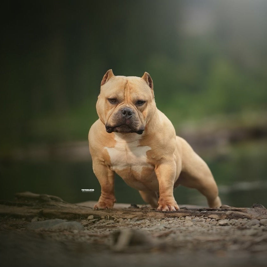 muscular pitbull dog standing on a rock with a blurred natural background 