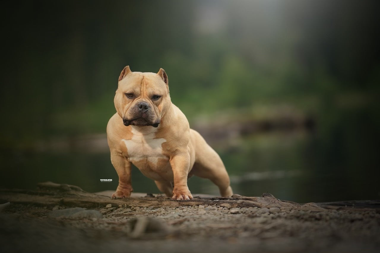 muscular pitbull dog standing on a rock with a blurred natural background 