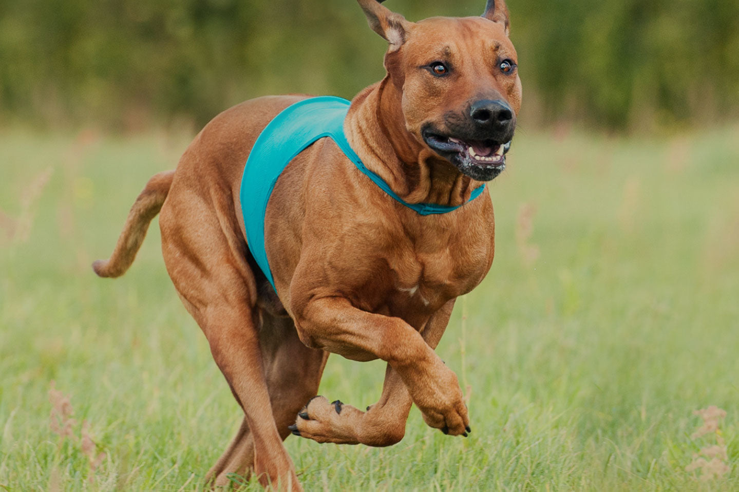 running muscular dog in grassy field with blue harness on