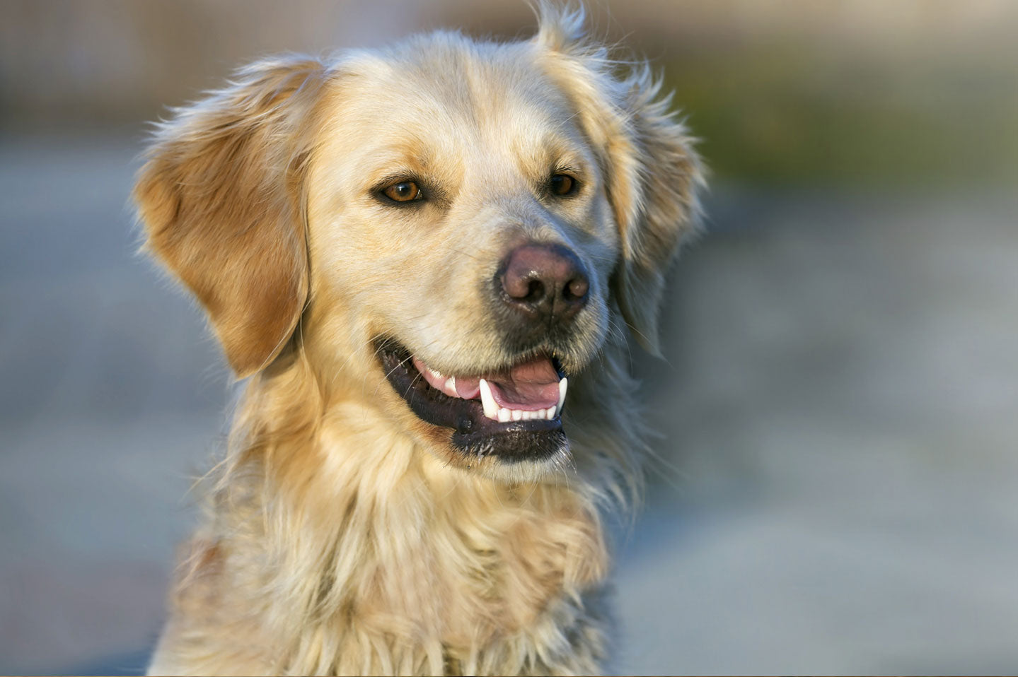 golden retriever with clean healthy teeth smiling
