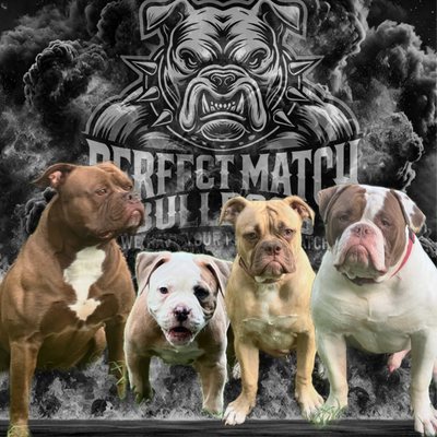 Perfect Match Bulldogs