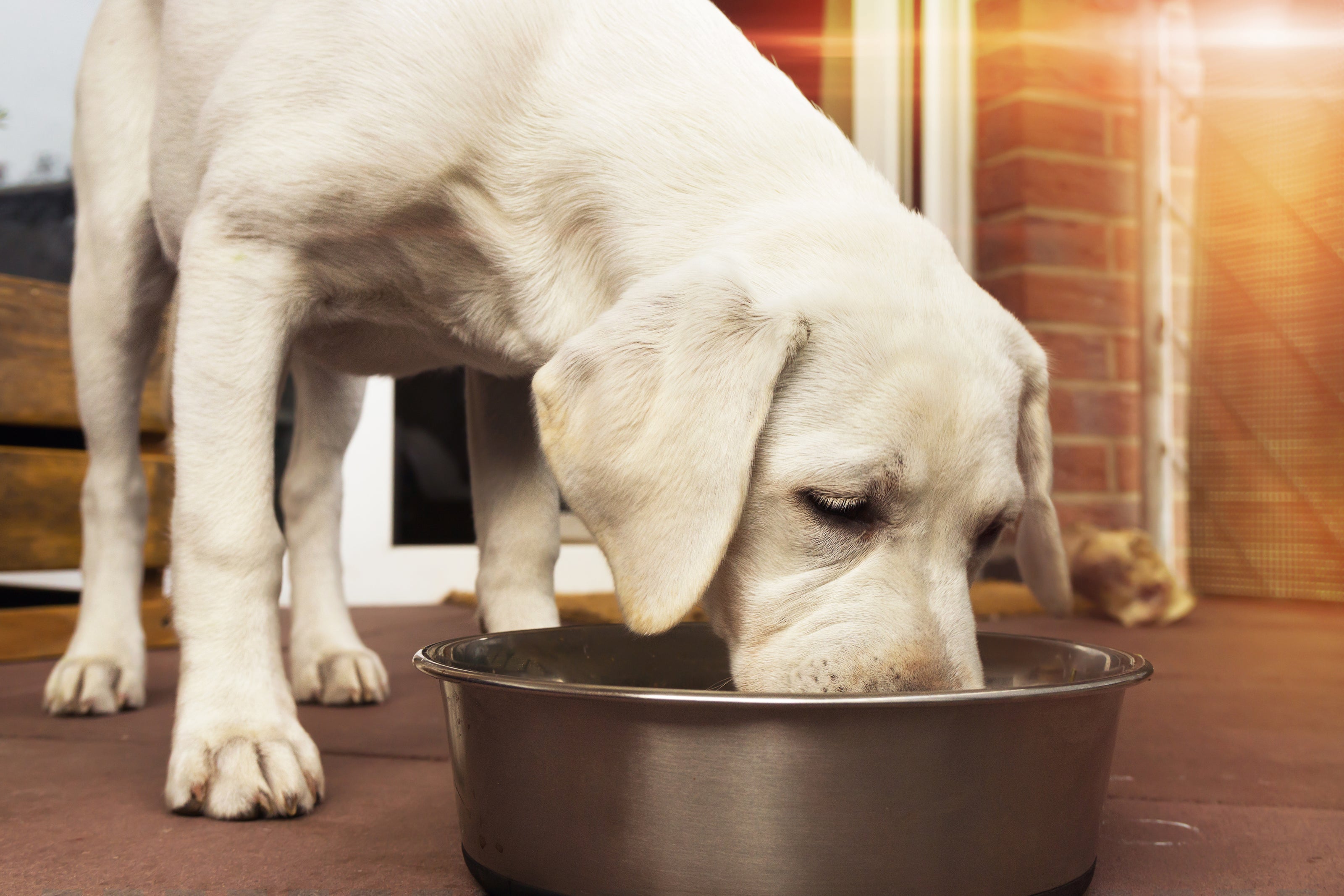 white lab eating raw beef tripe out of large stainless steel bowl