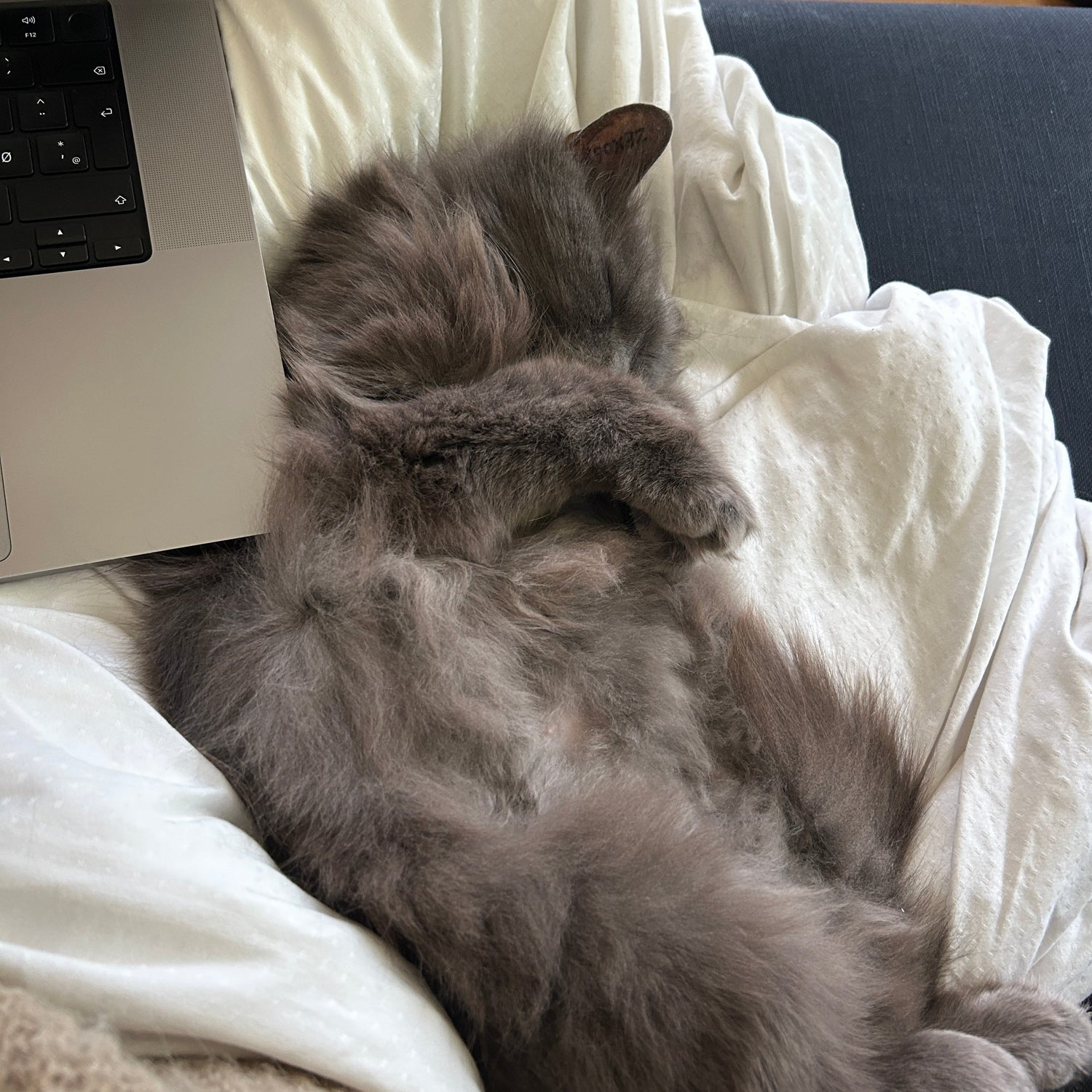 Gray cat sleeping on a white blanket next to a laptop