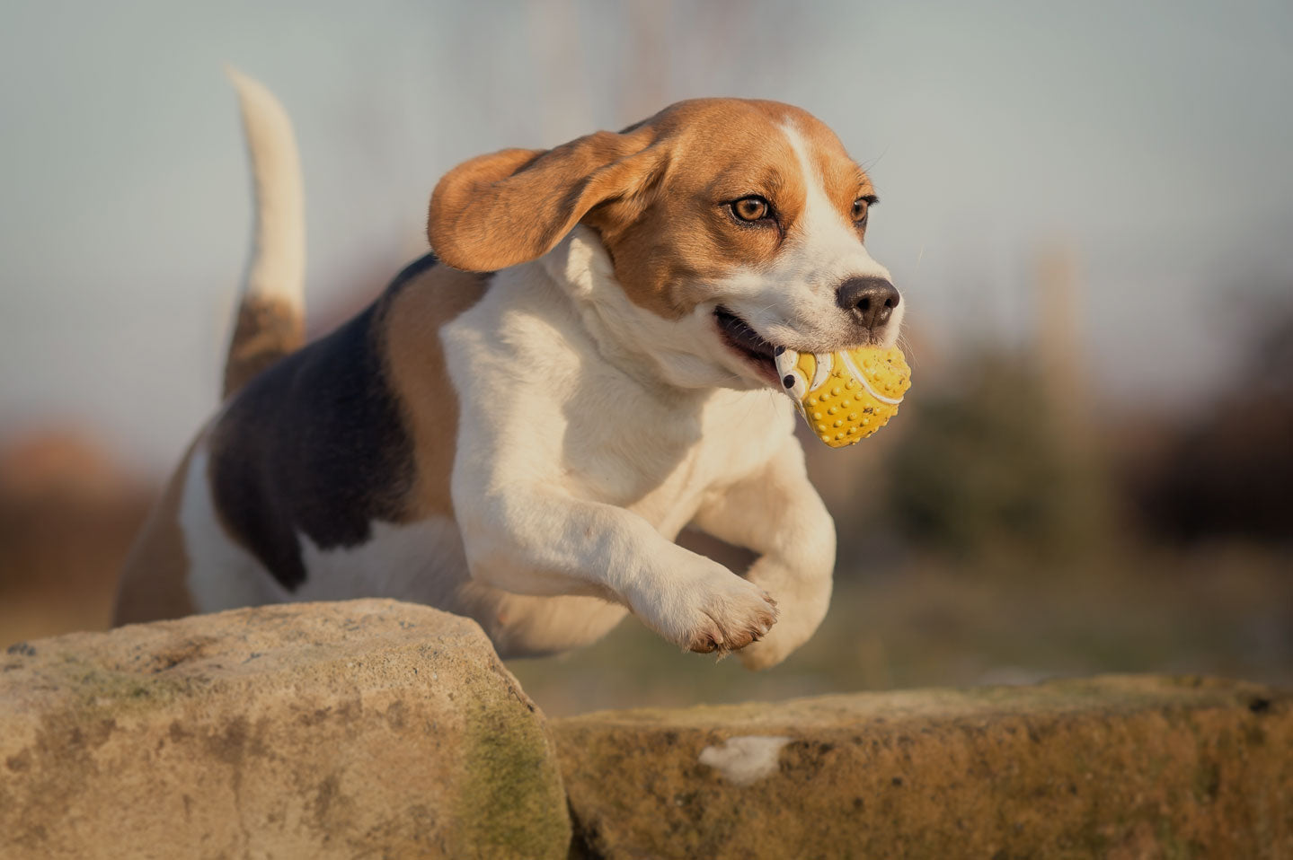 young healthy beagle dog with yellow toy in mouth jumping over stone wall