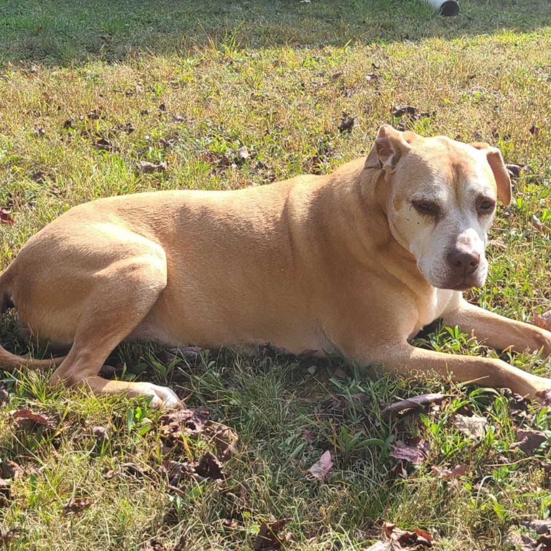 Dog lying on grass in a park