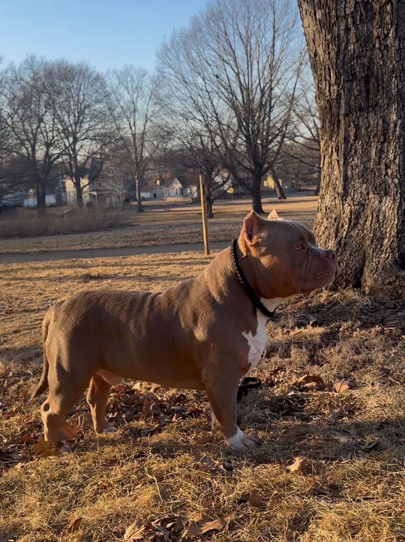 Dog standing in a field with trees and houses in the background