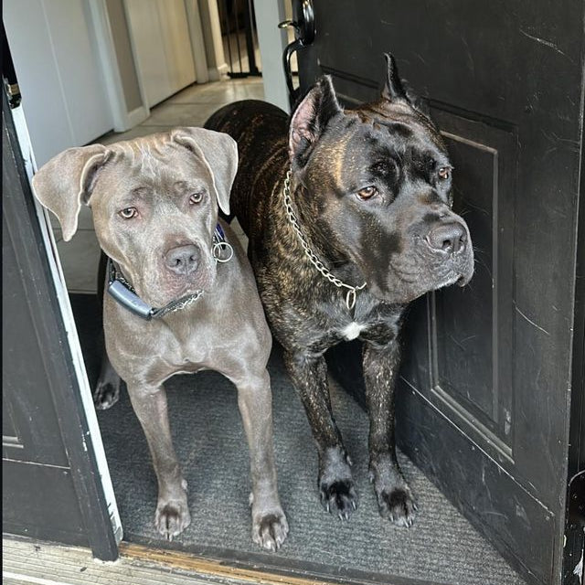 Two dogs standing at a door, one gray and one brindle.