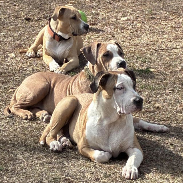 Three dogs lying on the ground with a neutral background