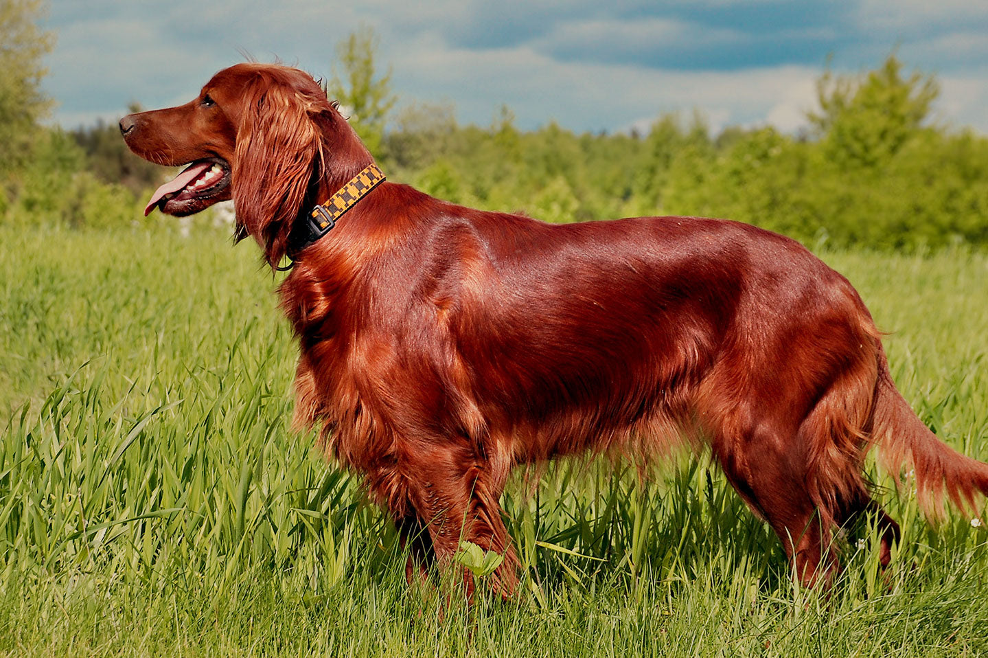 shiny red long haired dog standing in grassy field panting